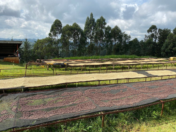 Kagumo | Kenya