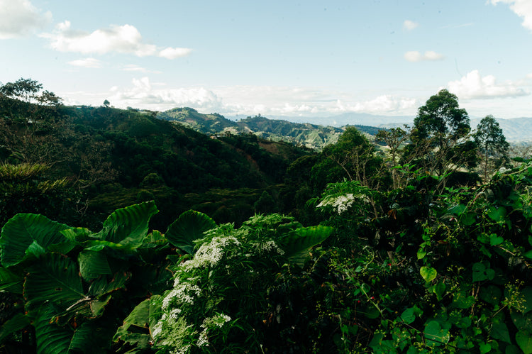 El Diviso | Colombia