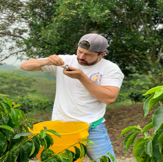 Campo Hermoso, Caturra | Colombia