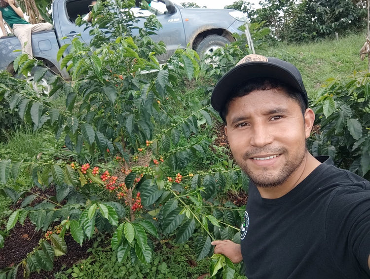 Quebraditas, SL28 | Colombia