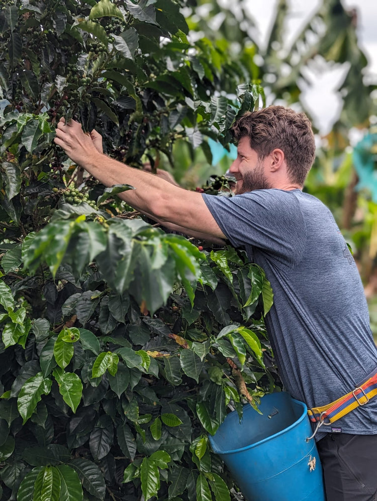 El Girasol | Colombia