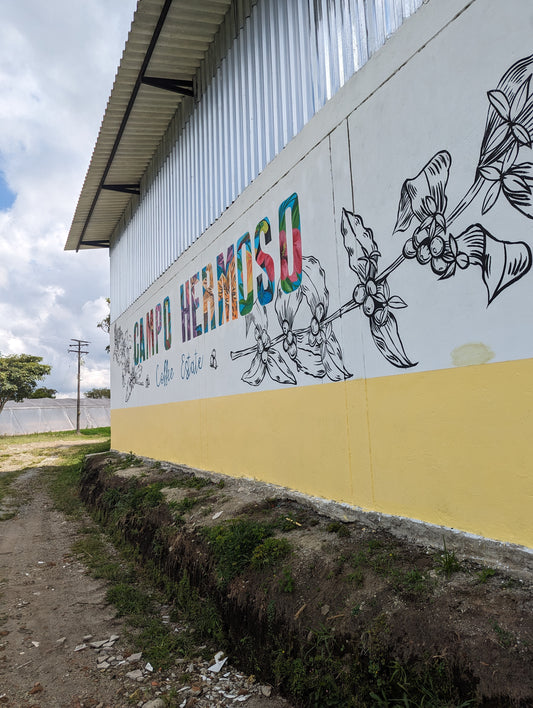 Campo Hermoso, Caturra | Colombia