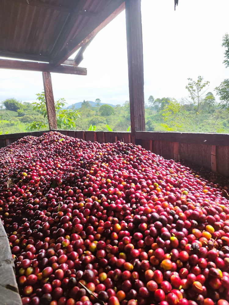 Quebraditas, Orange Bourbon | Colombia