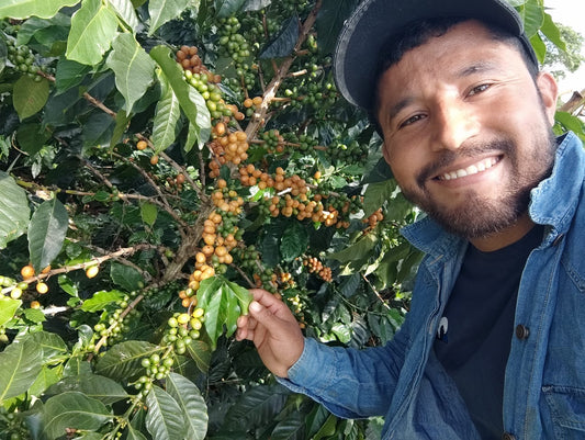 Quebraditas, Caturra | Colombia