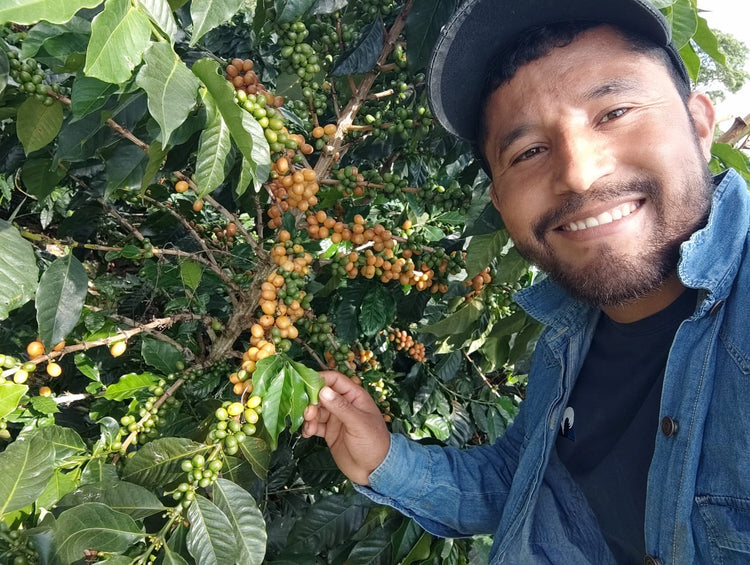 Quebraditas, Caturra | Colombia