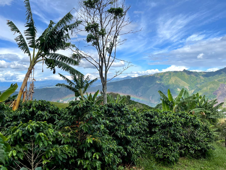 Quebraditas, SL28 | Colombia